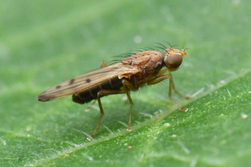 Opomyza florum